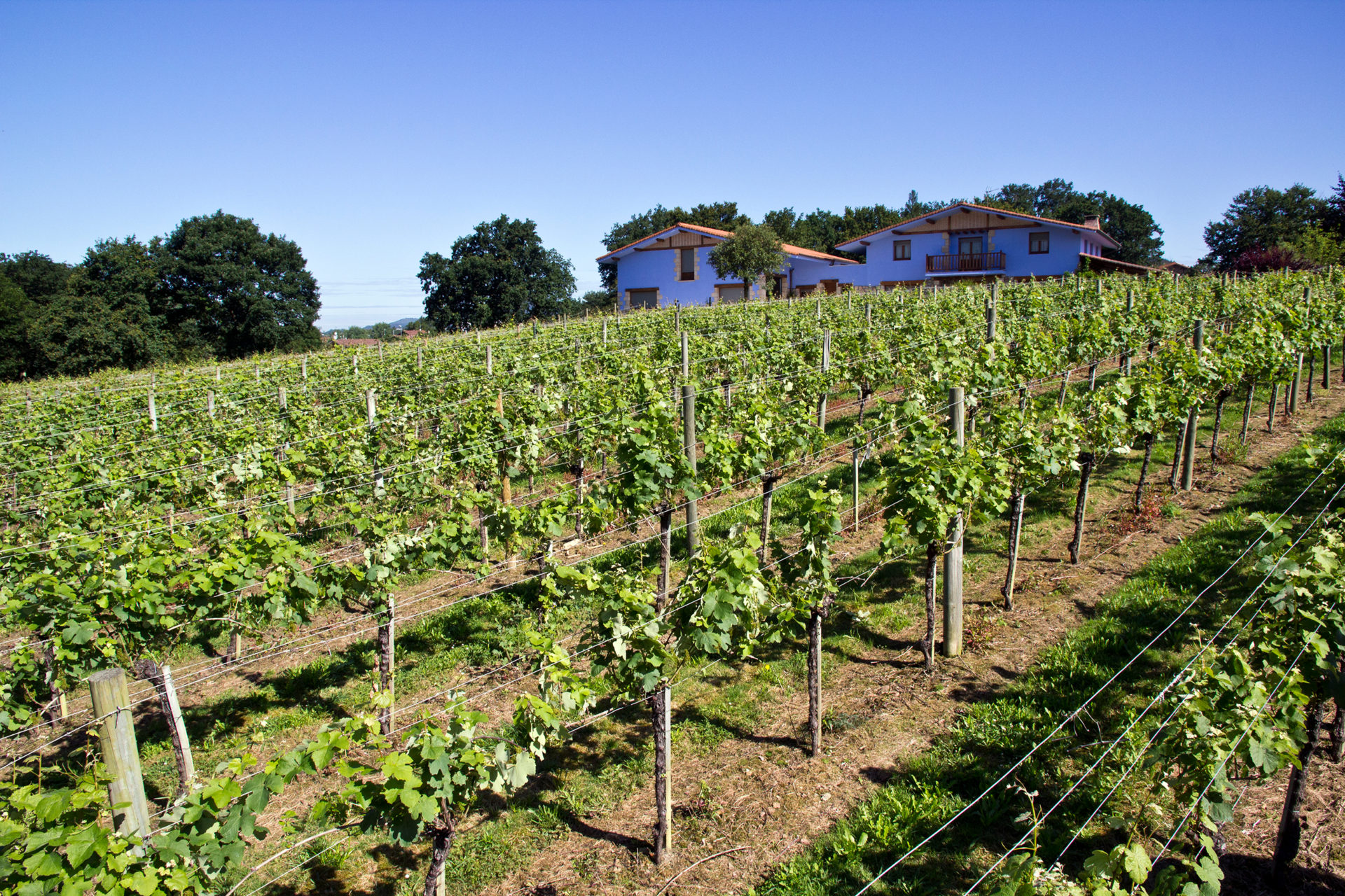 Txakoli magalarte zamudio viñedo